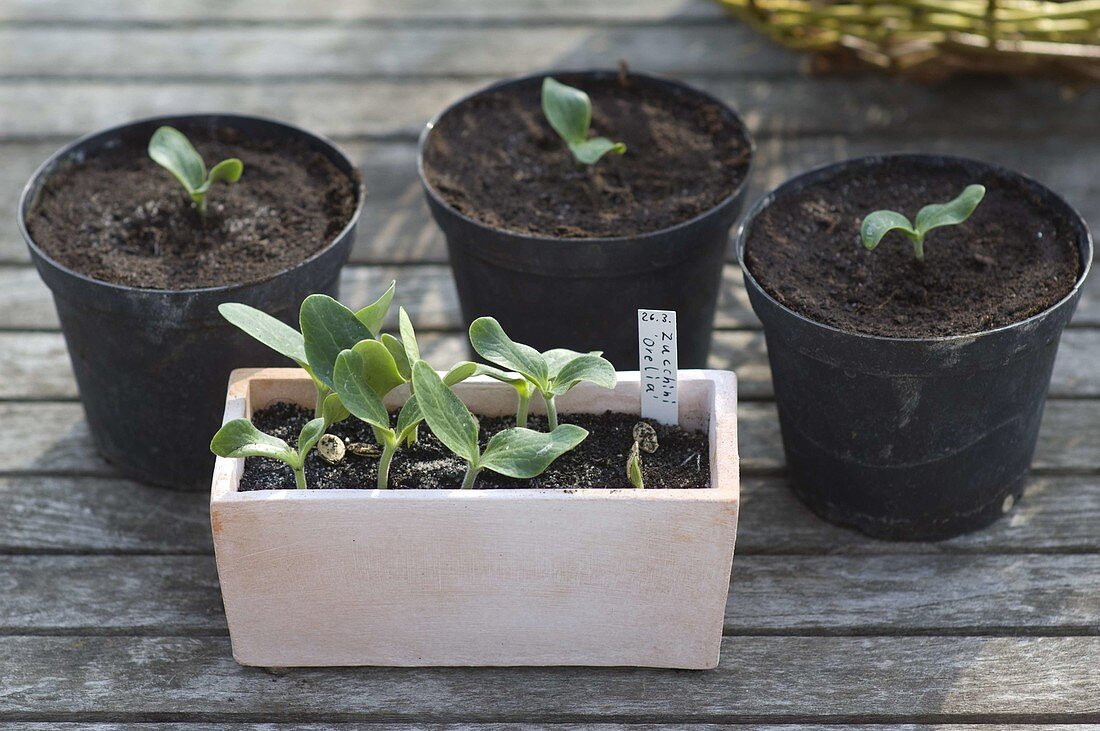 Seeded cucurbita (zucchini) in pots