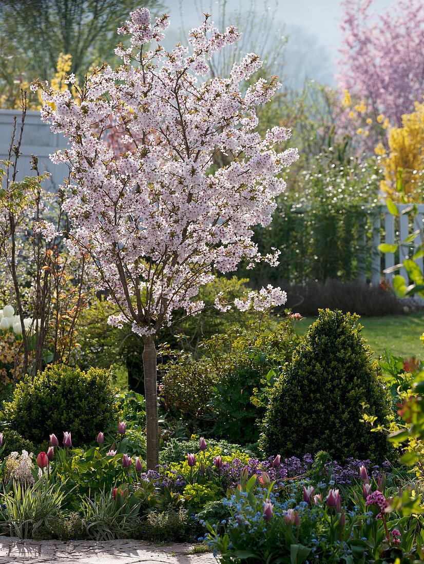 Frühlingsbeet Prunus incisa 'Kojou-no-mai' (Japanische Zierkirsche)