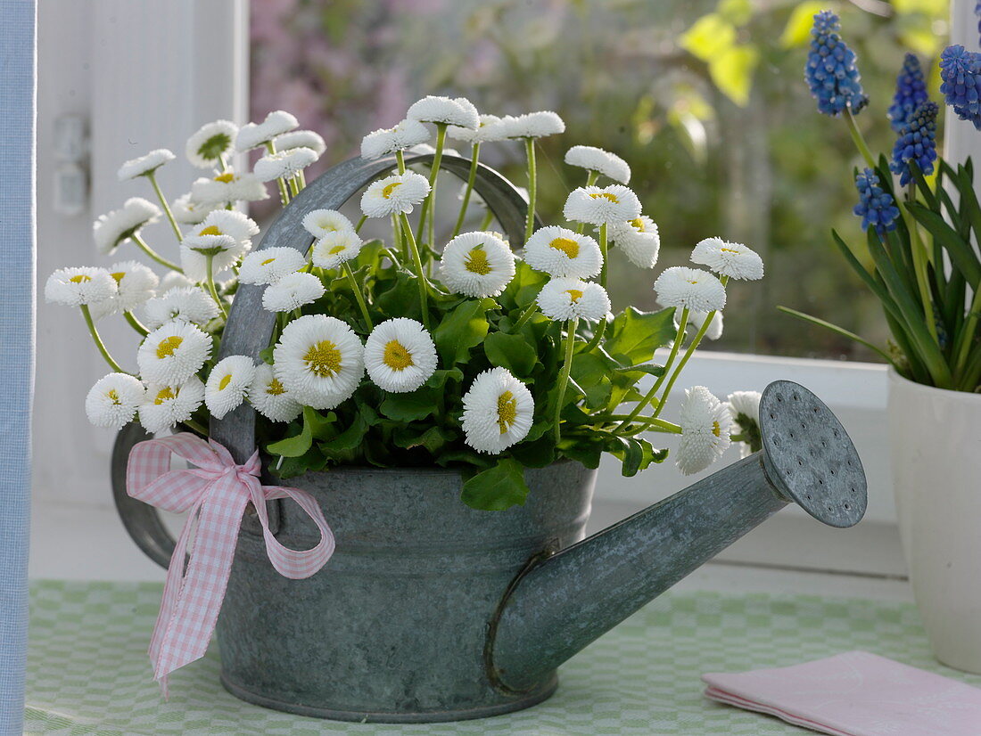 Small galvanized watering can as a plant pot for Bellis
