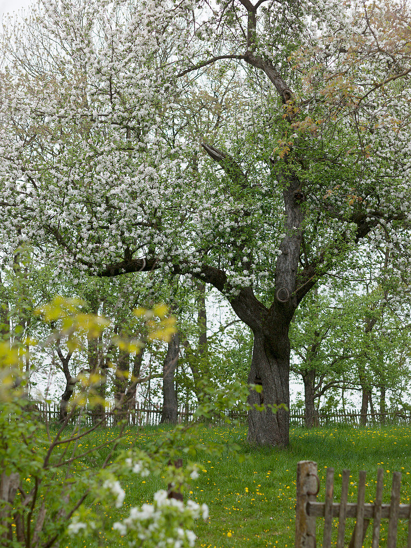 Malus (apple tree) in meadow