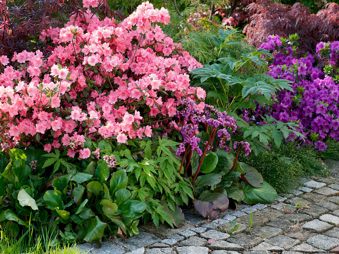 Rhododendron obtusum 'Blaauws Pink' (Japanische Azalee), Bergenia