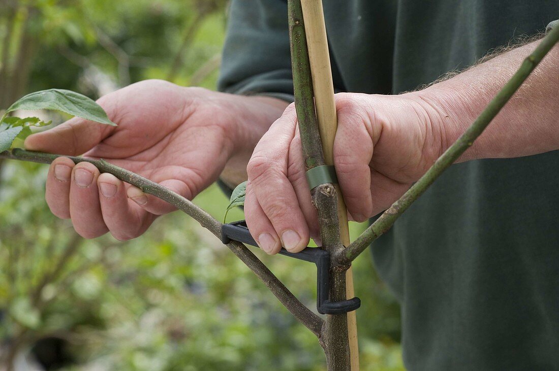 To steep side shoots of Malus are bent with a branch spreader