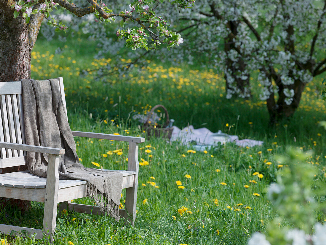 Bench with blanket under flowering Malus (apple tree) in meadow orchard