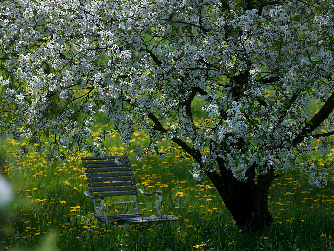 Folding chair under Prunus cerasus (sour cherry) in a flowering meadow