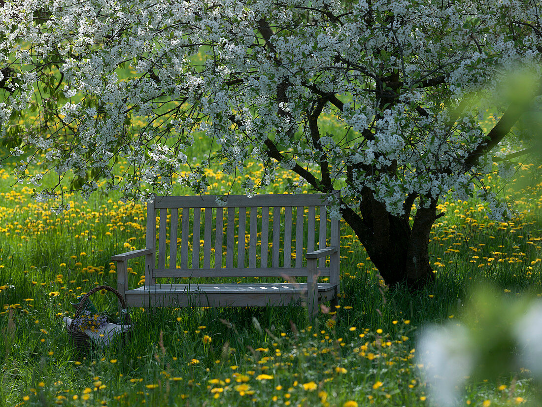 Bench under Prunus cerasus (sour cherry) in flowering meadow