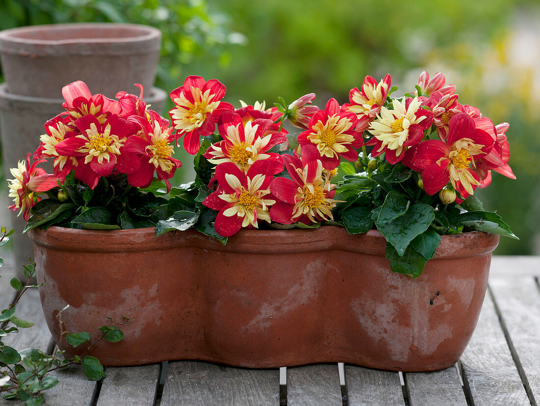 Dahlia 'Roter Schorsch' (Zwerg - Dahlie, Halskrausendahlie)