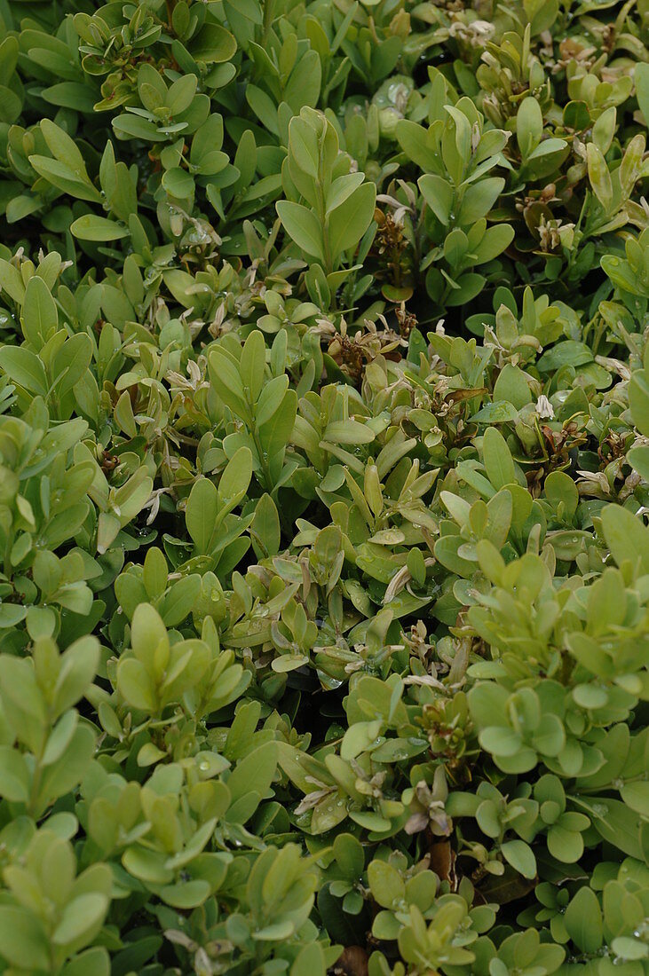 Buxus stem dying