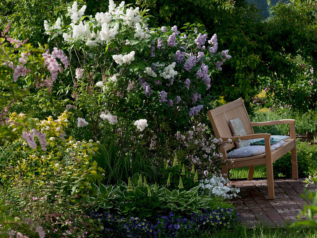 Syringa vulgaris 'Mont Blanc' 'Katharina Havemayer' (Flieder)