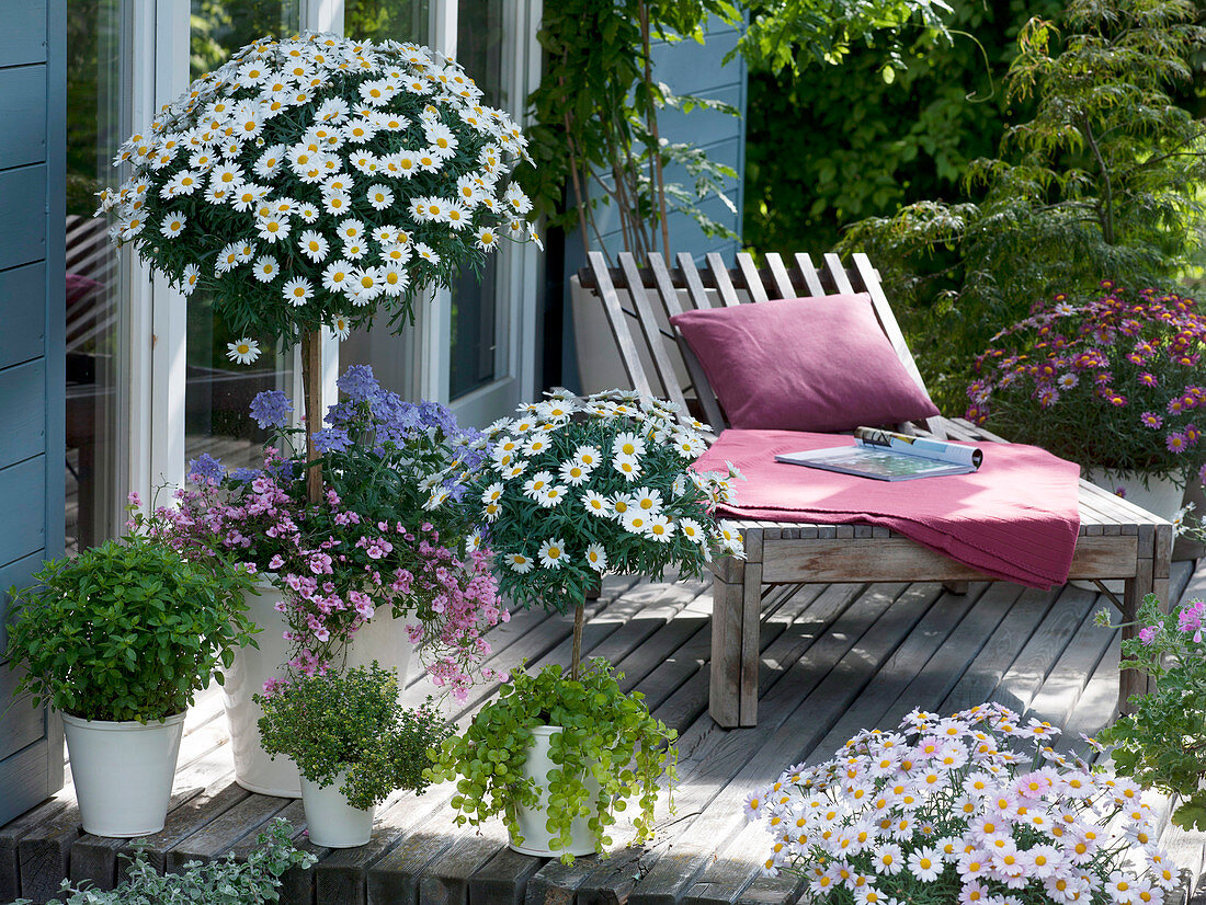 Holzterrasse mit Argyranthemum 'Stella 2000'