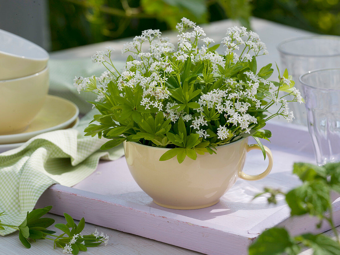 Galium odoratum (Waldmeister) blühend in Tasse