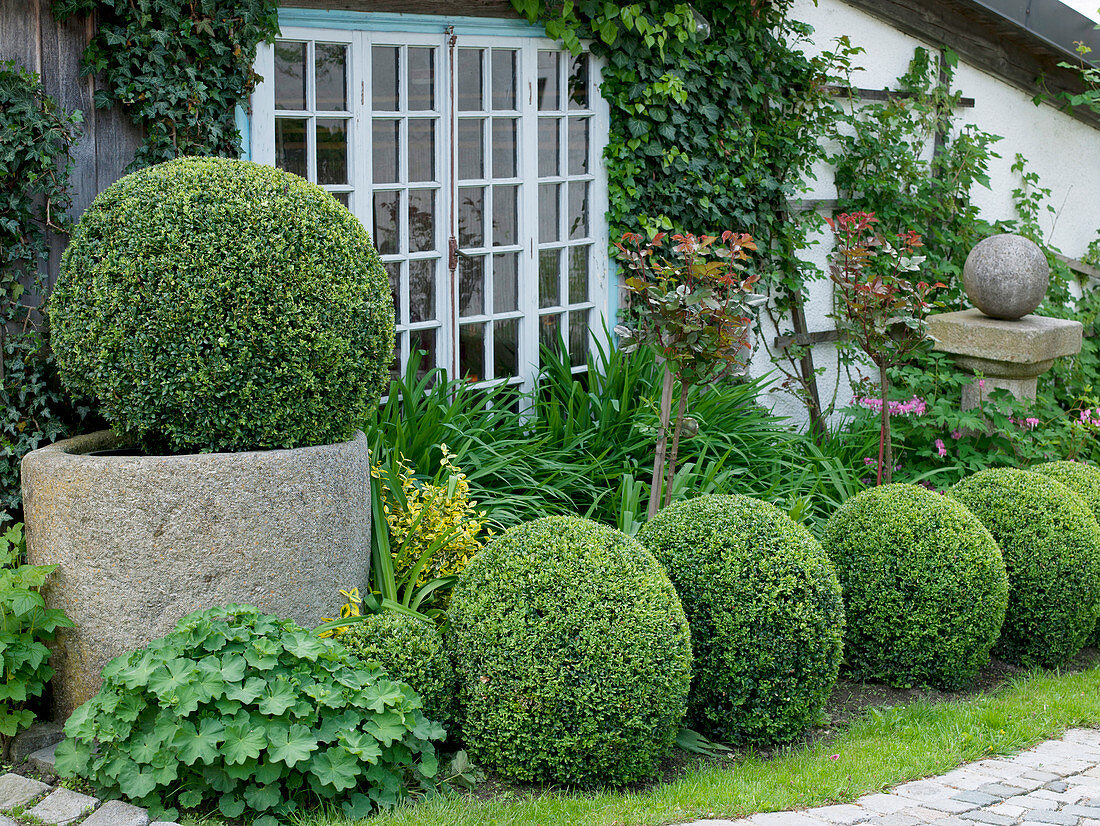 Buxus (Box balls) in the bed and stone trough