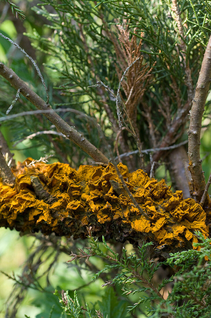 Sporenlager von Birnengitterrost an Juniperus (Wacholder)