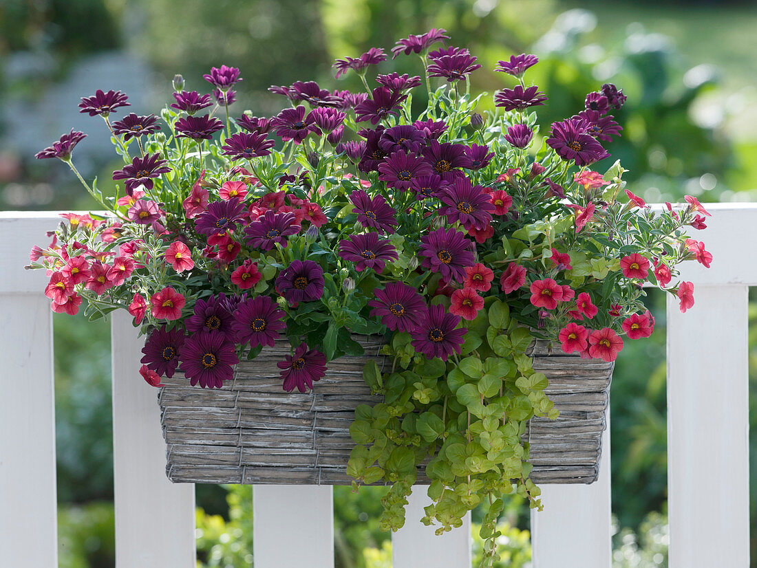 Osteospermum 'Purple Red' (Kapkörbchen), Calibrachoa 'Strawberry'