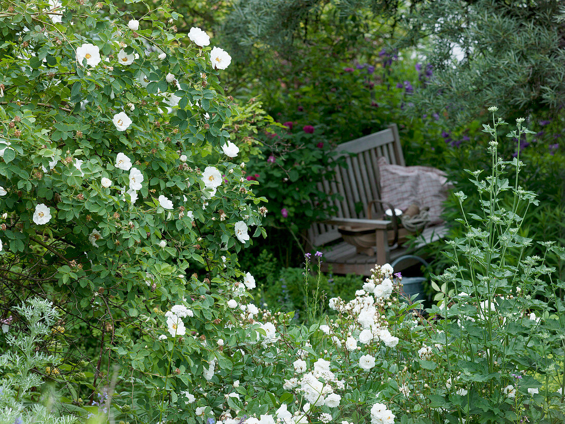 Rosa semiplena (Rosa alba) historische Rose, einmalblühend, sehr frosthart