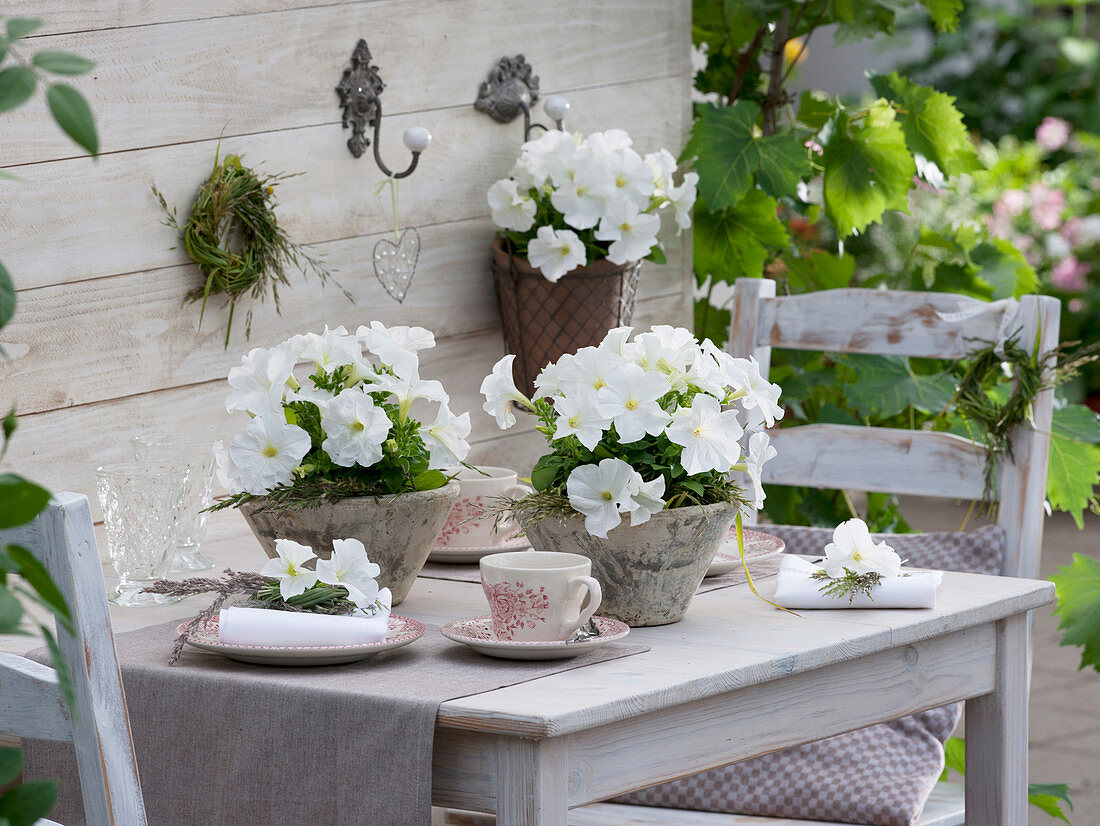 White petunias as a table decoration