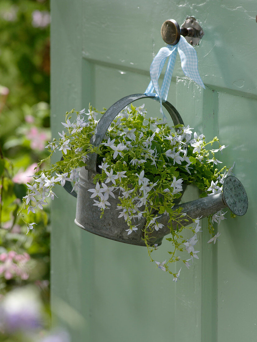 Campanula poschaskyana 'Silberregen' (Polsterglockenblume) aufgehängt