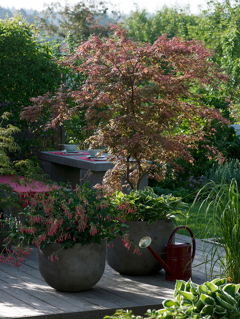 Schattenterrasse mit Acer palmatum 'Atropurpureum'(Japanischer Fächerahorn)