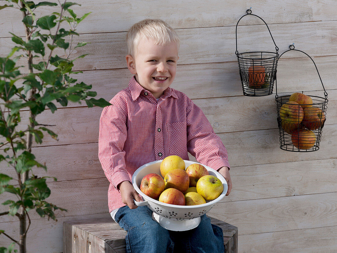 Junge mit einem Küchensieb voll Äpfel 'Cox Orange'