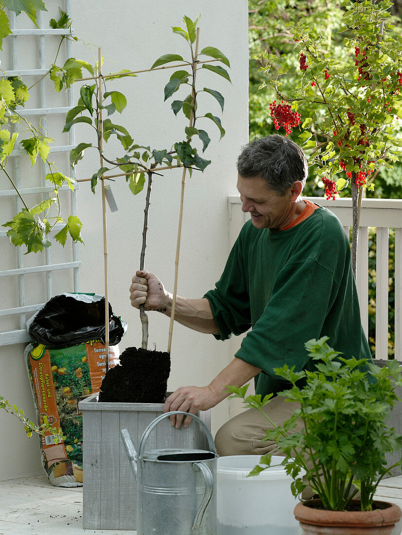 Plant a snack balcony