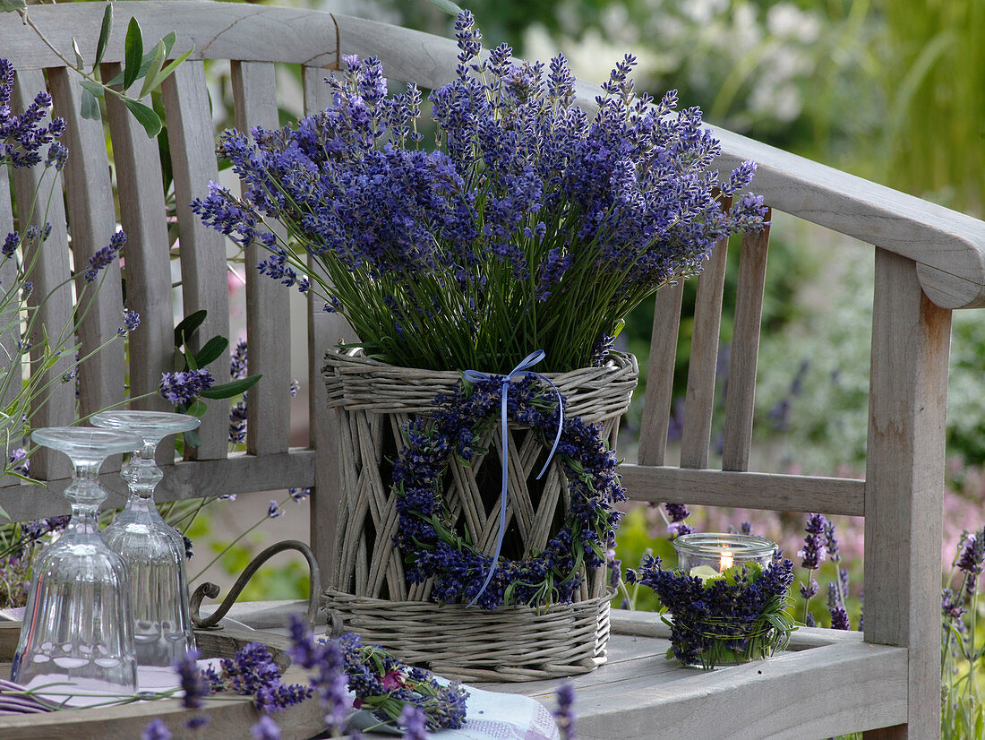 Bouquet of freshly harvested lavandula in basket planter