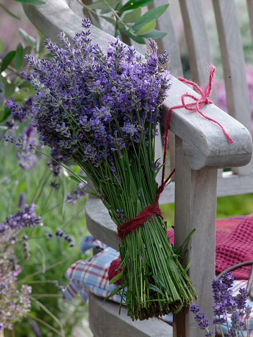 Freshly picked lavandula bouquet (lavender)