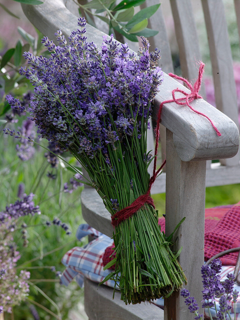 Frisch geernteter Strauß aus Lavandula (Lavendel)