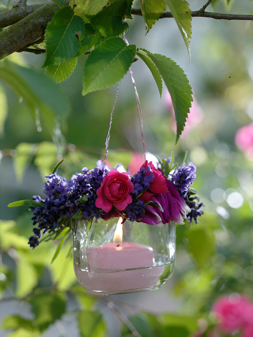 Small lantern with profusion of lavandula (lavender)