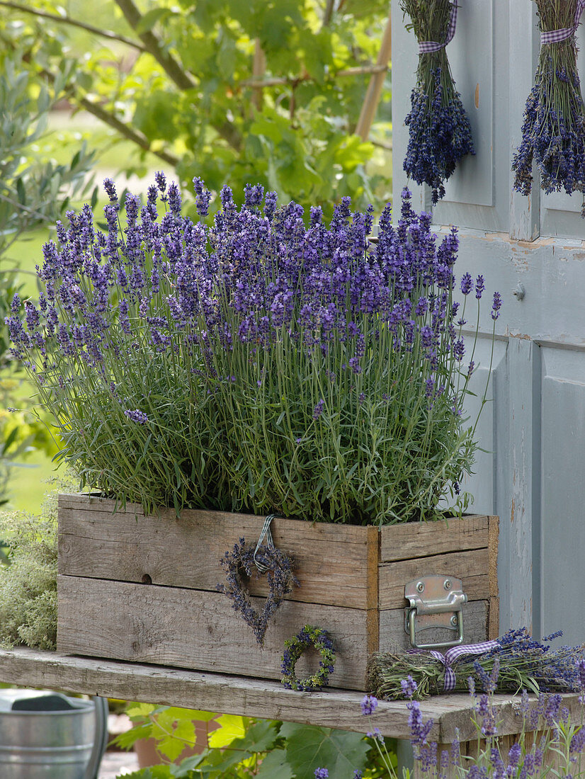 Lavandula 'Hidcote Blue' (Lavendel) in Holzkasten, Herz, Kränzchen