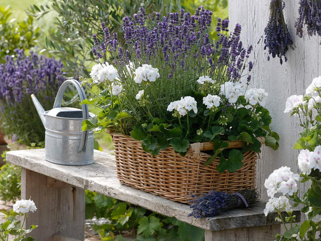 Lavandula 'Hidcote Blue' (Lavendel), Pelargonium zonale