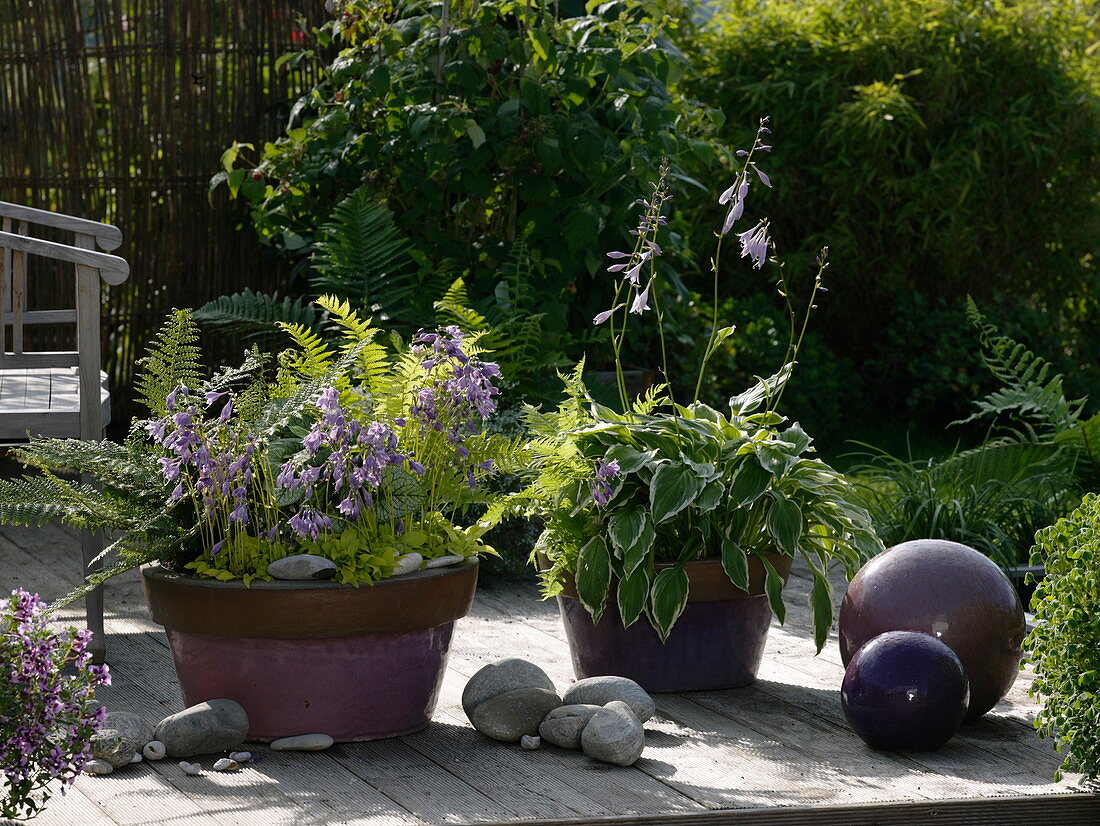 Hosta 'Golden Scepter' (Zwerg - Funkie), Hosta 'Francee' (Weißrand - Funkie)