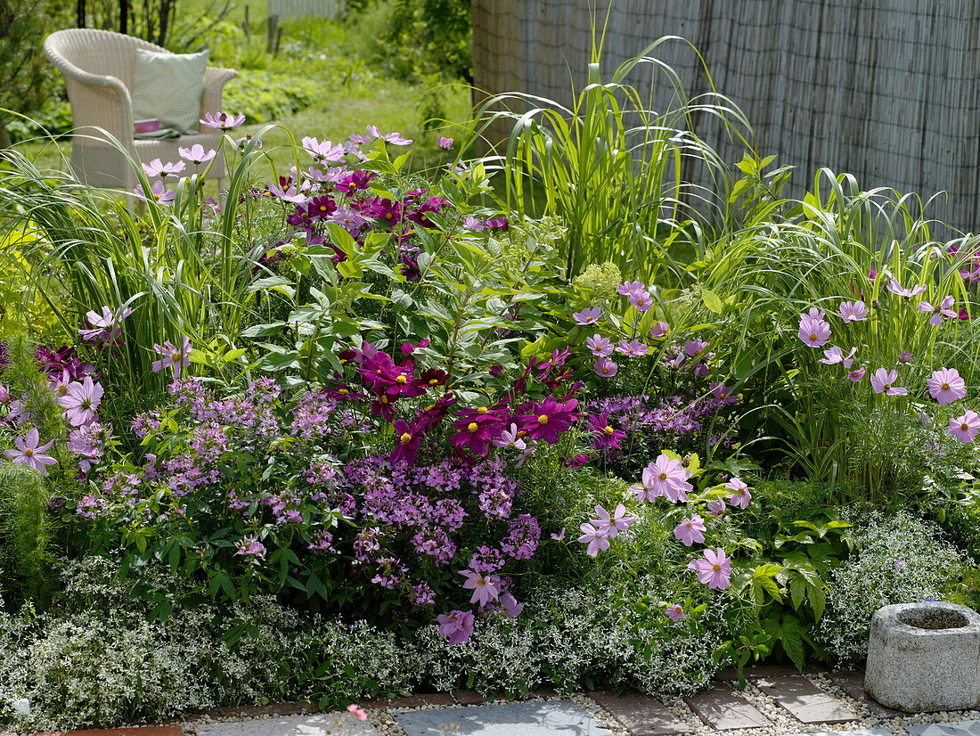 Sommerbeet mit Cosmos (Schmuckkörbchen), Cleome 'Senorita Rosalita'