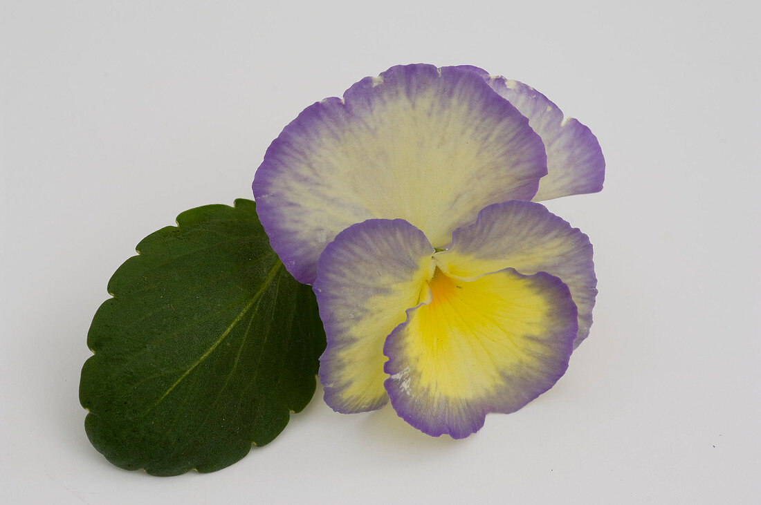 Viola cornuta 'Etain' (Hornveilchen)