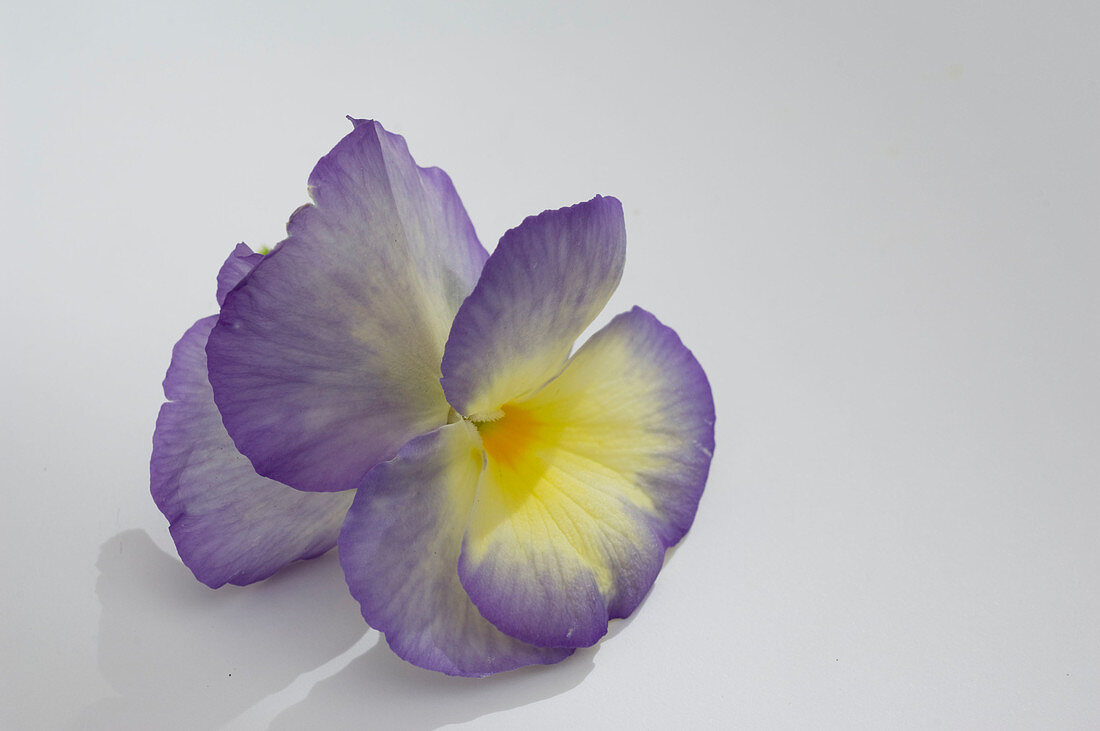 Viola cornuta 'Etain' (Hornveilchen)