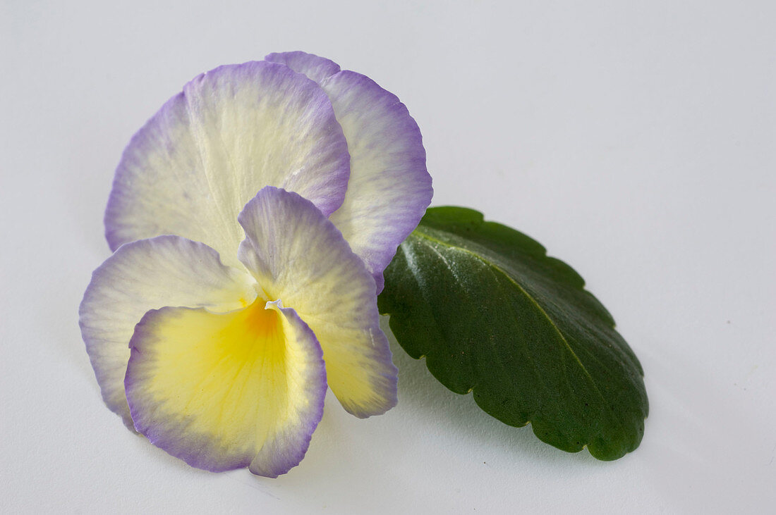 Viola cornuta 'Etain' (Hornveilchen)