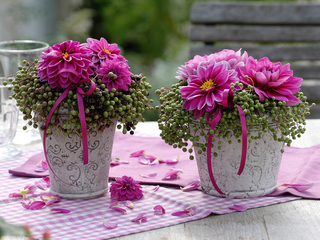 Dahlia (Dahlien), Sambucus nigra (Holunderbeeren)