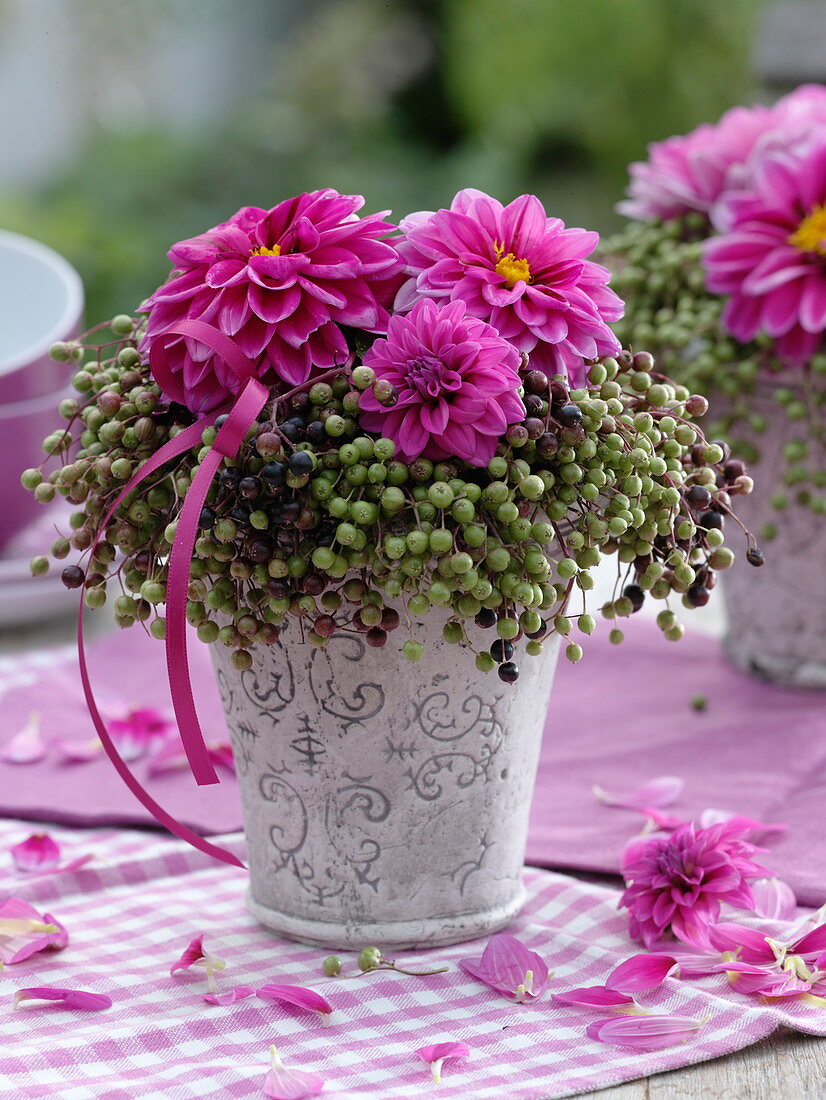 Dahlia (Dahlien), Sambucus nigra (Holunderbeeren)