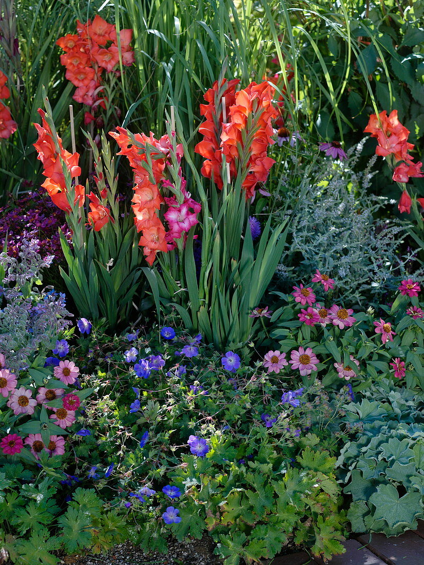 Gladiolus, Zinnia, Geranium 'Rozanne '