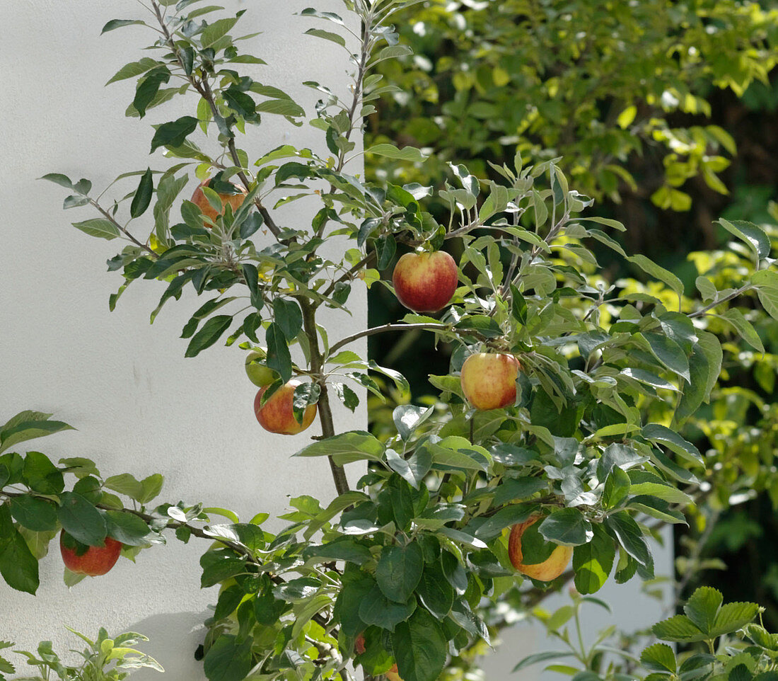 Malus 'Cox Orange' (apple tree)