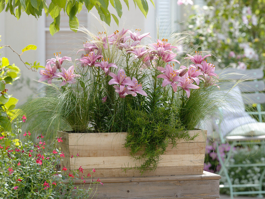 Lilium 'Mount Duckling' (Lilien), Stipa (Haargras), Phlox douglasii