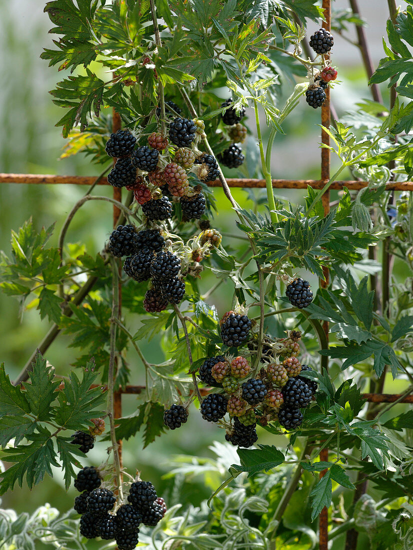 Rubus 'Thornless Evergreen' (Thornless Blackberry)