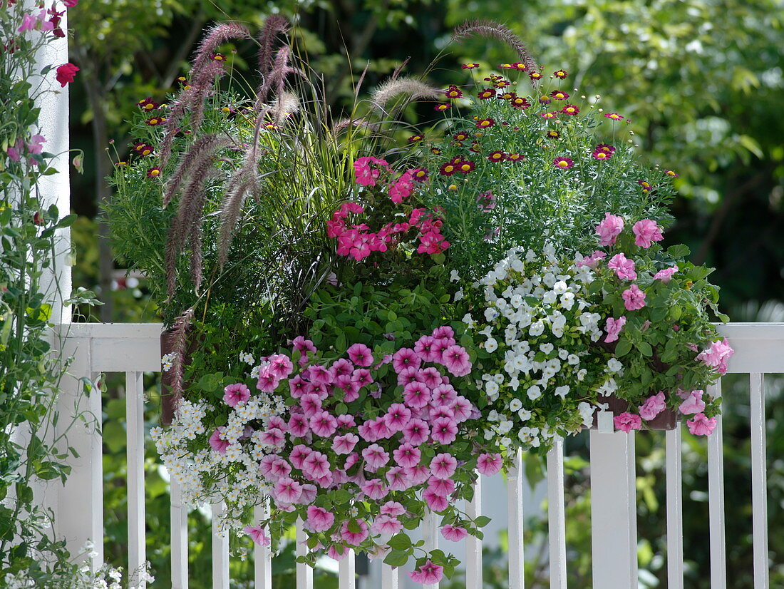 Pennisetum 'Dwarf Rubrum' (rotes Federborstengras), Petunia Whispers 'Rose