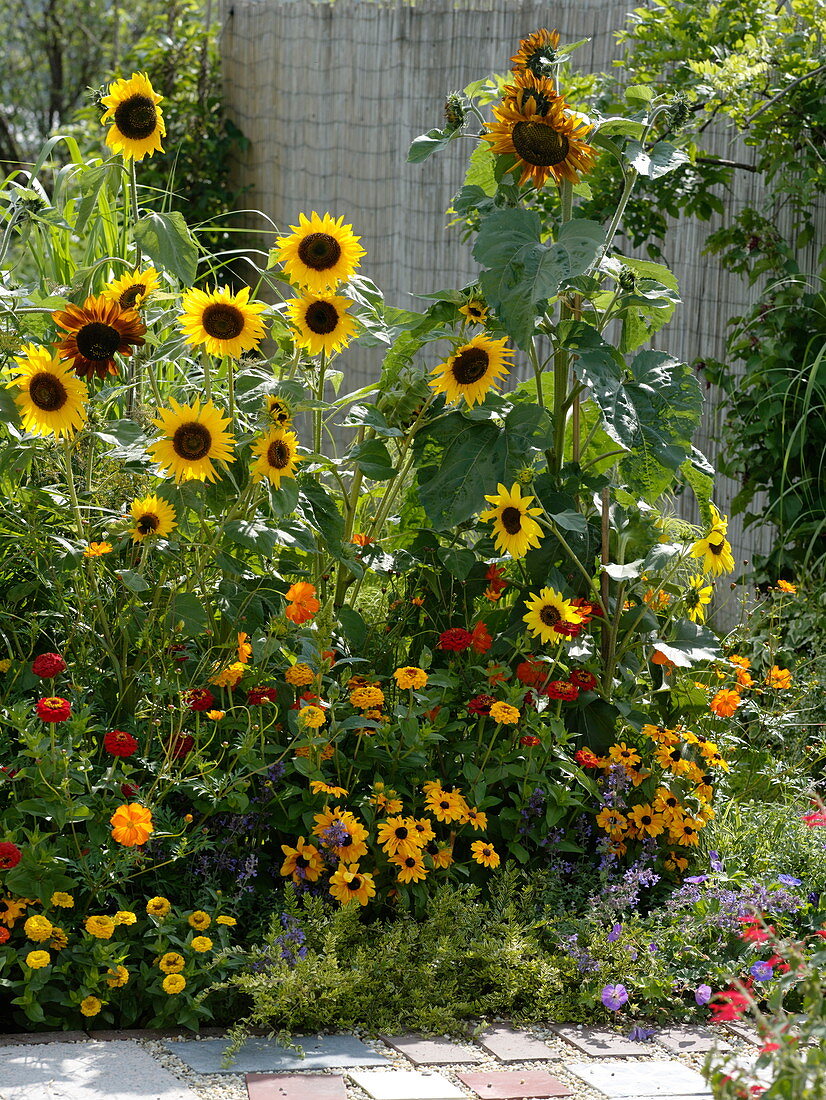 Spätsommerbeet mit Sonnenblumen 'Hallo' gelb, 'Herbstschönheit'