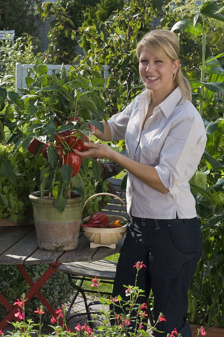 Young woman is harvesting paprika