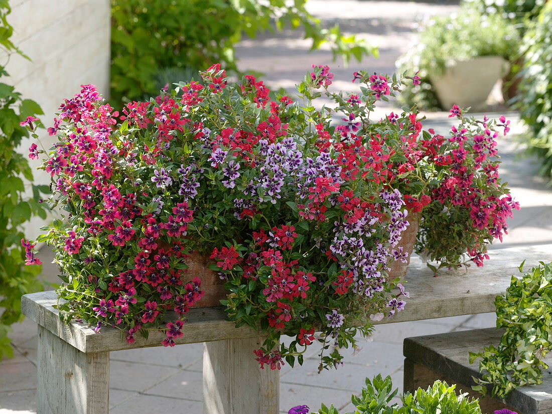 Cuphea llavea Vienco 'Purple-Red' 'Red' 'Lavender' (Köcherblümchen)