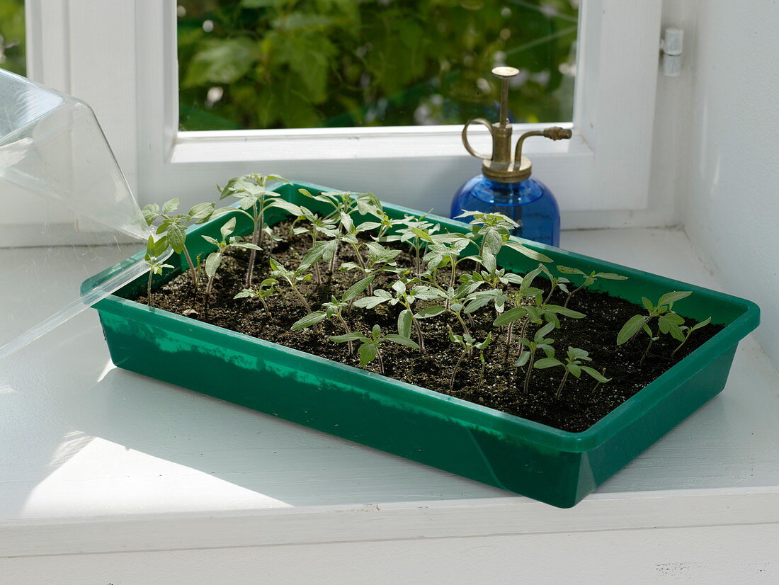 Tomaten - Aussaat im Zimmergewächshaus auf der Fensterbank 3/3