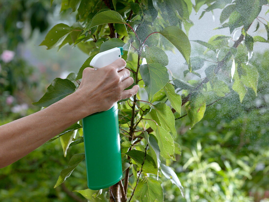 Prunus armeniaca (apricot tree) spraying plant protection