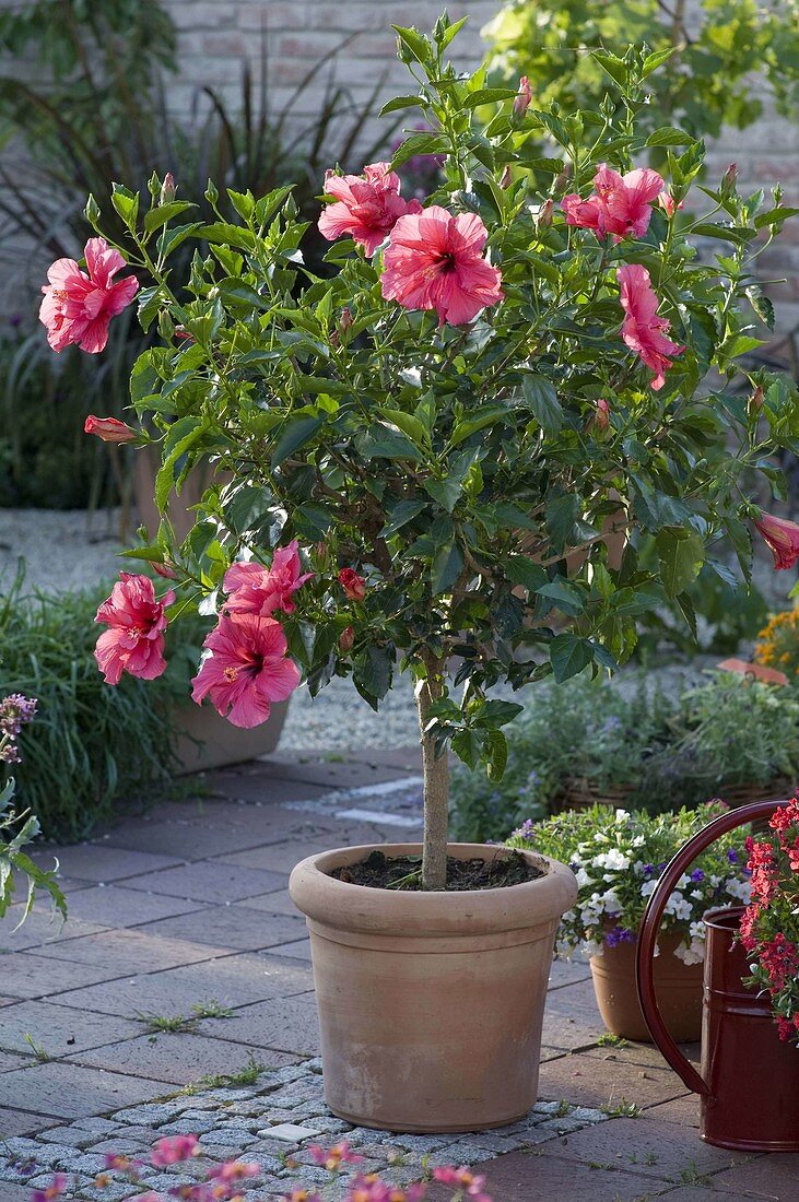 Hibiscus rosa-sinensis (Roseneibisch), Stämmchen in Terracotta-Kübel