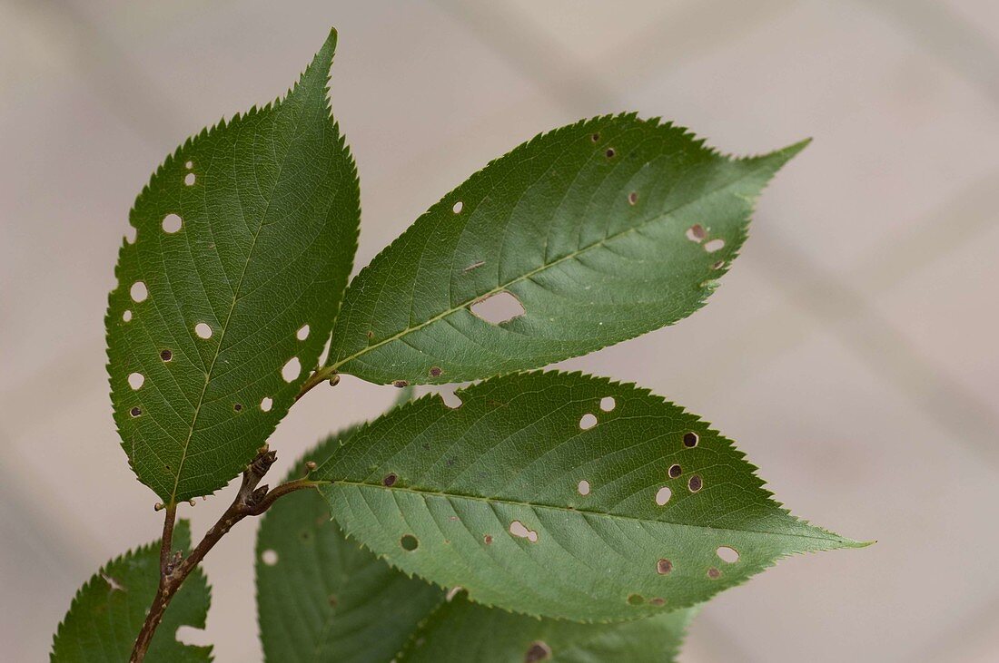 Shotgun disease on ornamental cherry leaf