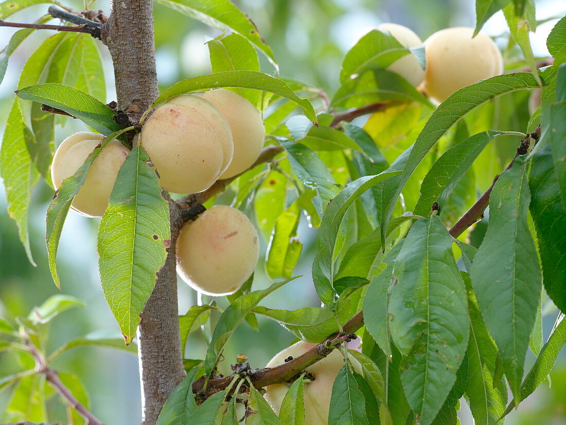 Prunus persica 'Melred' (ornamental peach)