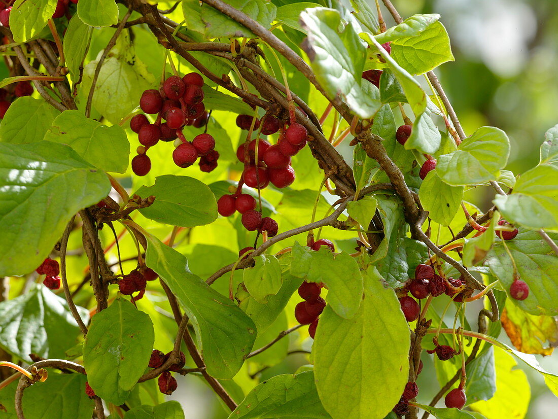 Vitalbeere 'Wu Wei Zi' (Schisandra chinensis)